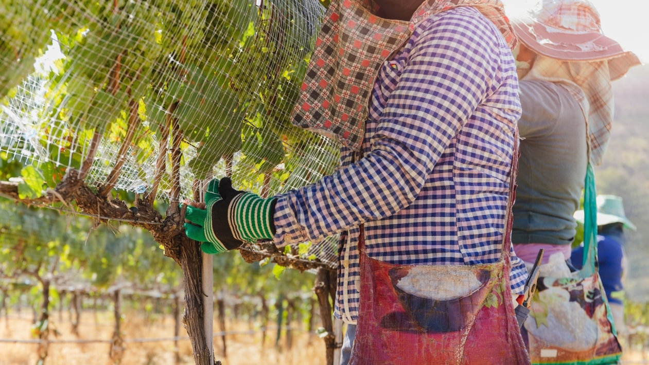 Welded Mesh for Agriculture